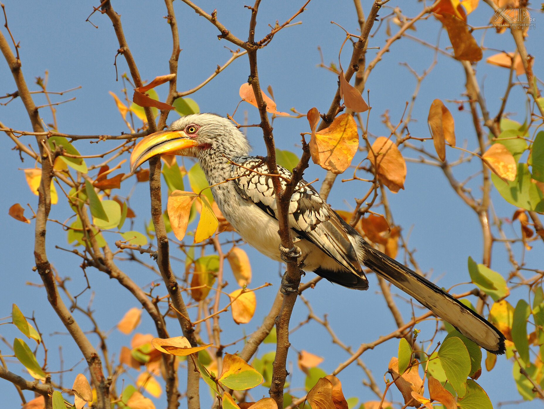 Twyfelfontein - Geelsnaveltok (Yellow-billed Hornbill/Tockus leucomelas)  Stefan Cruysberghs